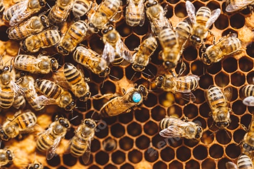 Preview: Honey bees and queen bee on honeycomb in hive