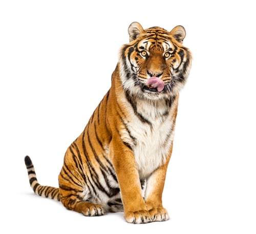 Preview: Tiger isolated
