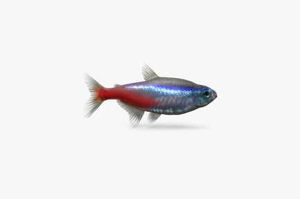 Preview: Vibrant Neon Tetra Fish