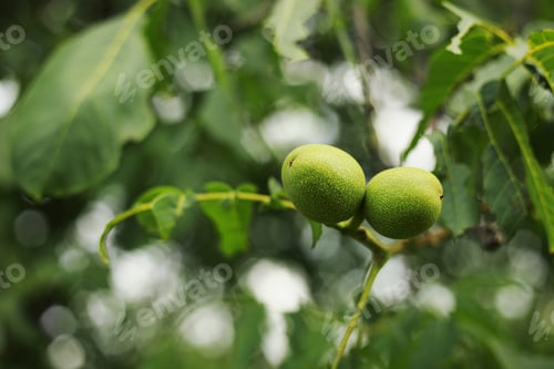Preview: Green walnut yaoung fruits ripening on the tree with leaves, natural agricultural background