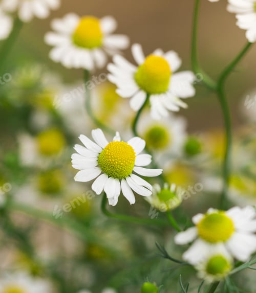 Preview: Green grass and chamomiles in the nature