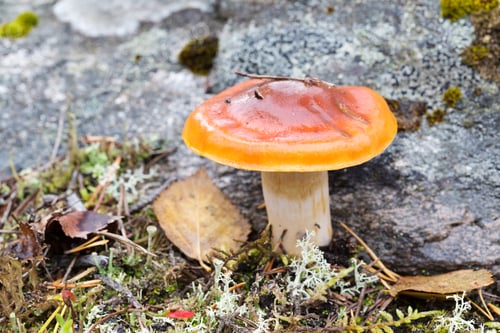 Preview: Brown mushroom on background stone