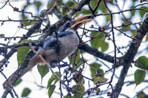 Preview: Sri Lanka grey hornbill or Ocyceros gingalensis