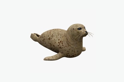 Preview: Spotted seal in recumbent position