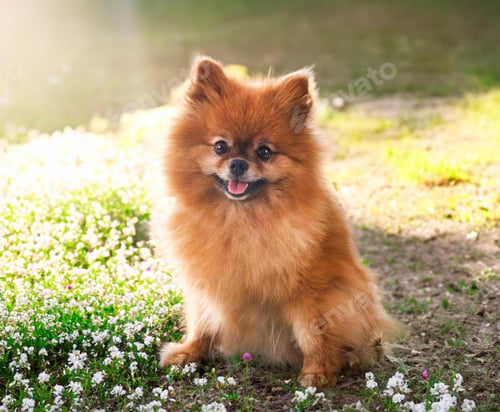 Preview: spitz in nature
