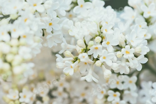Preview: full frame image of white lilac background