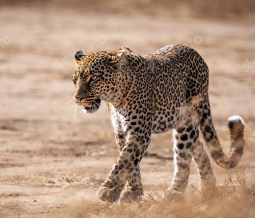 Preview: Leopard seen through grass walking in sunshine