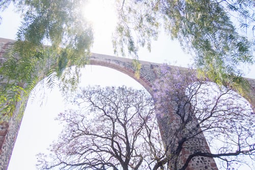 Preview: Queretaro Mexico aqueduct with jacaranda tree and purple flowers