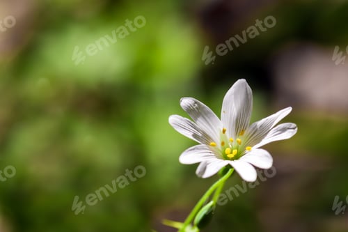 Preview: Cerastium in forest fragrant flowers