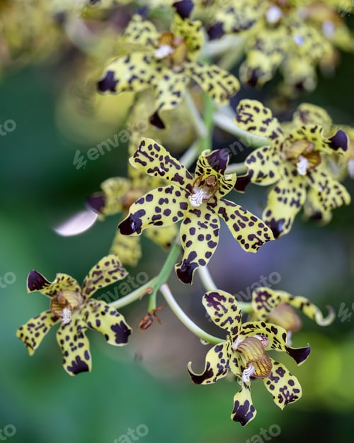 Preview: Vibrant Tiger orchid (Grammatophyllum speciosum) in a garden