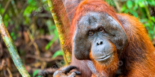 Preview: Orangutan, Tanjung Puting National Park, Borneo