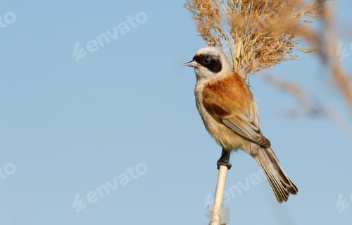 Preview: Penduline tit, remiz. The bird sits on a reed against the sky