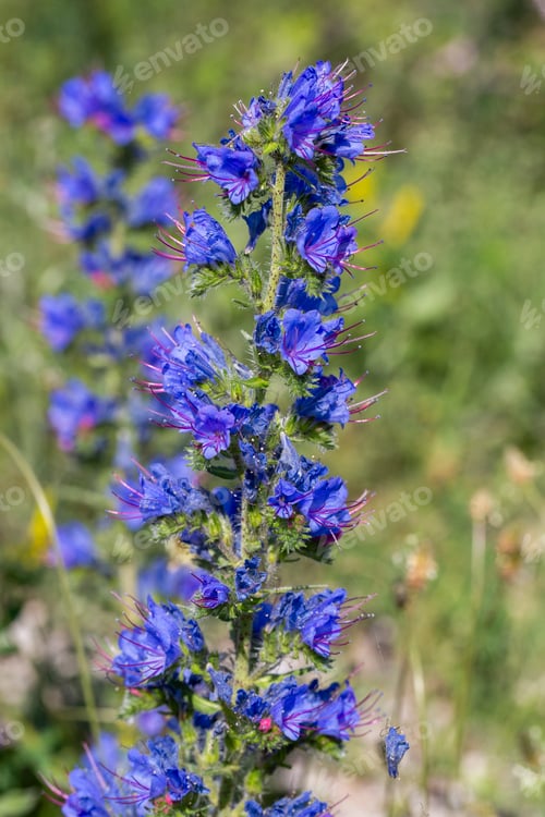 Preview: Wild plant, scientific name; Echium vulgare