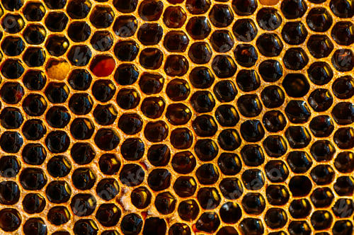 Preview: Beekeeper working collect honey