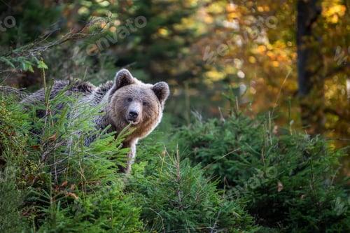 Preview: Brown bear in autumn forest