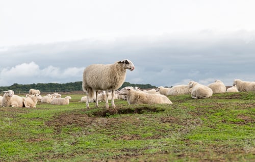 Preview: group of Sheep animals