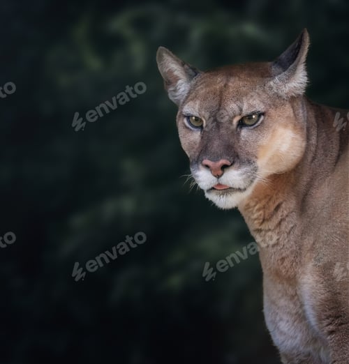 Preview: Cougar portrait (Puma concolor) also known as Mountain Lion