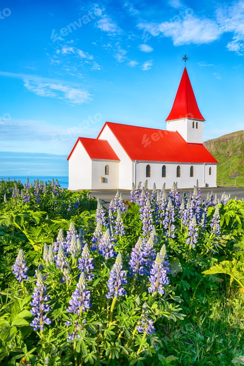 Preview: Breathtaking view of Vikurkirkja christian church in blooming lupine flowers.