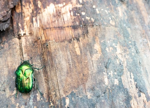 Preview: Beetle green rose chafer sits on a stump aka Cetonia aurata