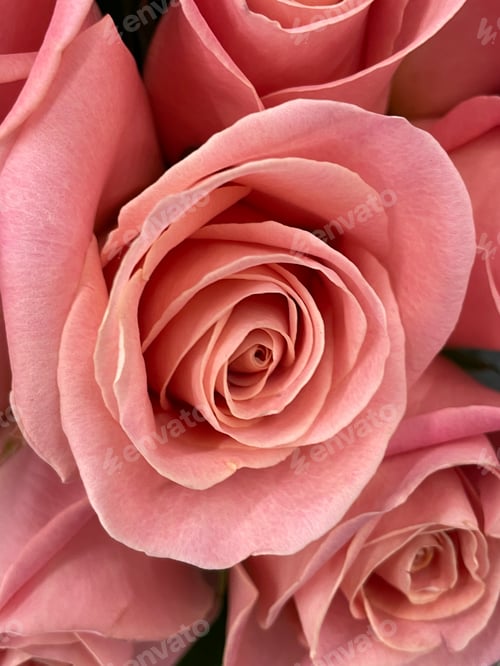 Preview: Pink Rose