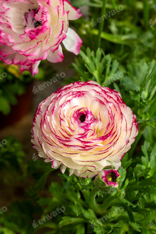 Preview: Ranunculus asiaticus flower, Persian buttercup