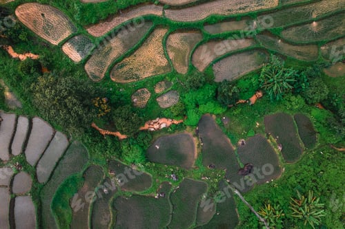 Preview: Rice fields outside the growing season
