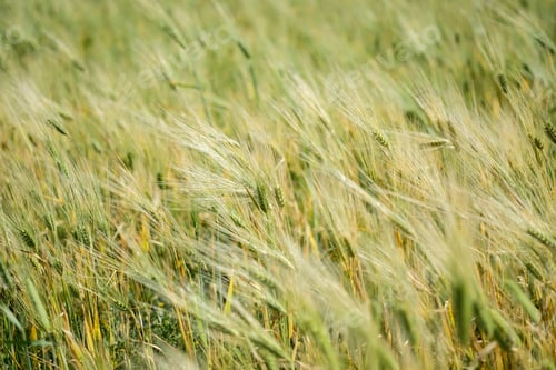 Preview: Wheat field natural background