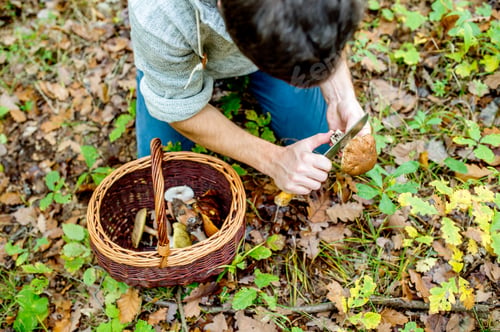 Preview: Unrecognizable man in forest holding mushoom, cleaning it