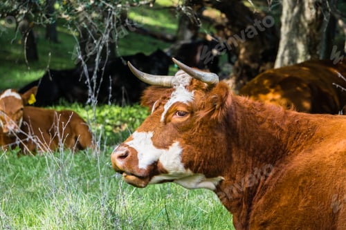Preview: Adult cow with intact horns