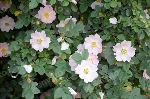 Preview: Rosa canina or dog rose. Variable climbing wild rose species with light pink petals