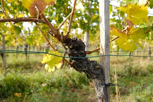 Preview: Close-up Vine vines in autumn. Wine making concept. Selective focus.