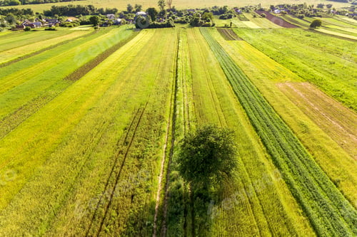Preview: Aerial view of a single tree growing lonely on green agricultural fields in spring with fresh