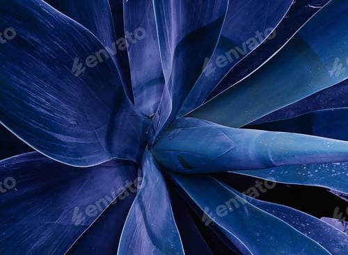 Preview: Close up of plant Agave Attenuata blue fox tail plant. Abstract floral trendy toned
