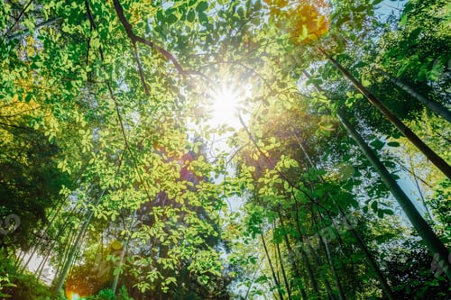Preview: Sun Shining Through Canopy Of Trees Bamboo Woods. Sunlight In Tr