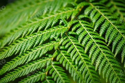 Preview: Sphaeropteris cooperi or Cyathea cooperi lacy tree fern, scaly tree fern