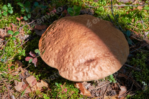 Preview: Leccinum versipelle mushroom. Orange birch bolete in autumn forest