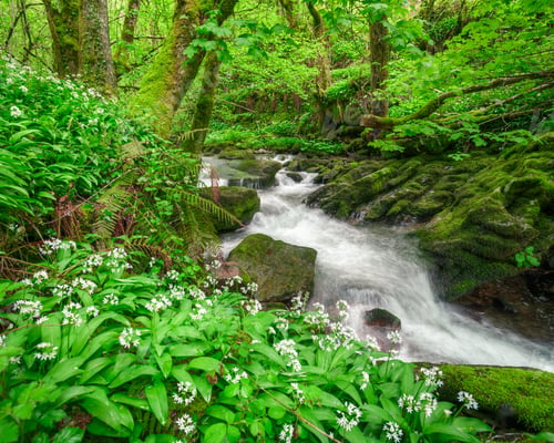 Preview: Stream between limestone rock and flowered wild garlic