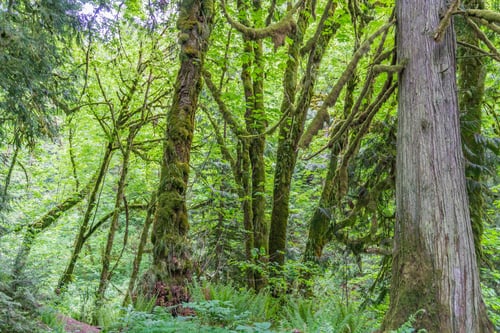 Preview: A Scene Of Forest Rees At Flaming Geyser State Park In Washington State.