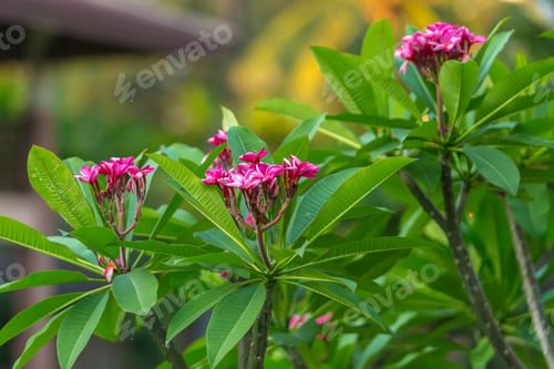 Preview: Leaves of the tropical plants