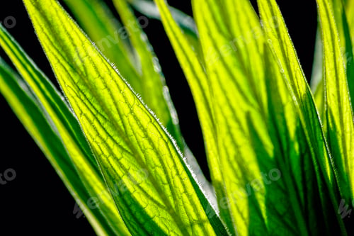 Preview: a close up of the leaves of a plant with green stems