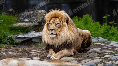 Preview: Majestic adult lion reclining on a rocky surface in an idyllic grassy landscape