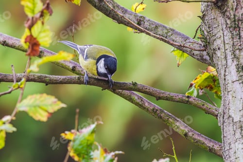 Preview: Great Tit on a Tree Branch with Autumn Leaves