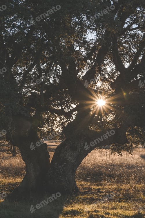Preview: Big green tree on field in summer