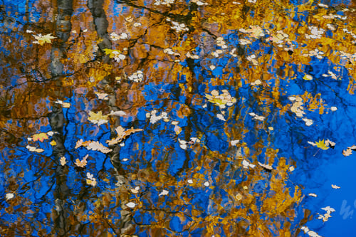 Preview: Autumn Foliage On Water For Abstract Natural Background Or For Wallpaper