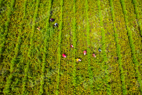 Preview: Aerial view of Green soybean field in India.