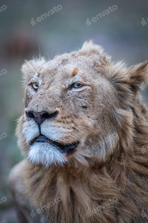 Preview: Close up of a male Lion in the Kruger.