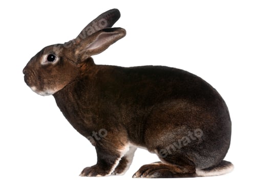 Preview: Castor Rex rabbit in front of white background