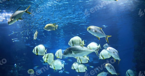 Preview: Picture of group of fish swimming underwater