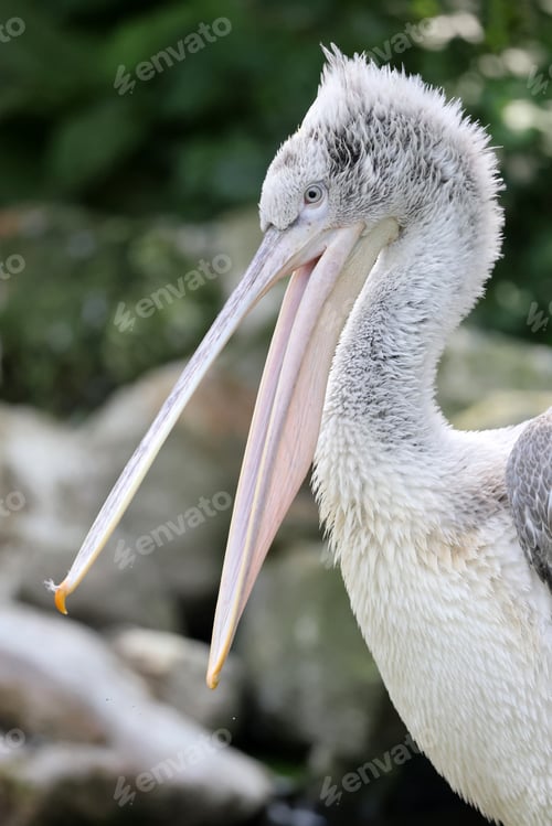 Preview: Pelecanus crispus on the blurred nature background