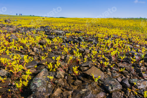Preview: Sierra Mock Stonecrop in bloom